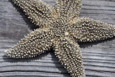 starfish on pine