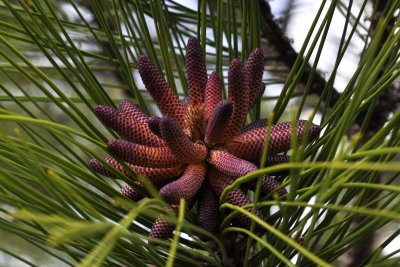Longleaf pine in bloom