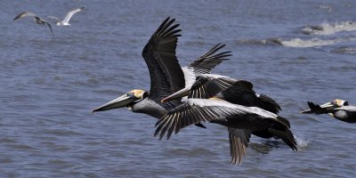 Pelicans at Cape Romain