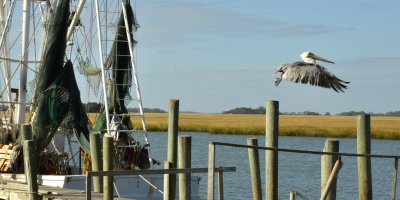 Pelicans at Crosby's