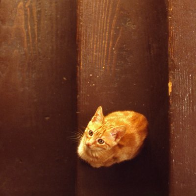 yellow cat on brown stairs, 1980