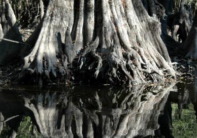 A bald cypress swamp