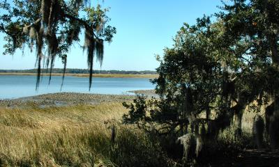 A Southern Maritime Forest