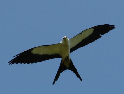 Swallow tailed kites