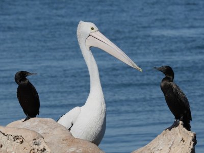 Australian Pelican  Cormorants.pb.jpg