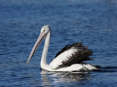 Australian Pelican B.pb.jpg