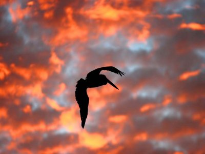 Australian Pelican Silhouette.pb.jpg