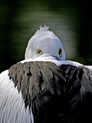 Australian Pelican.pb.jpg