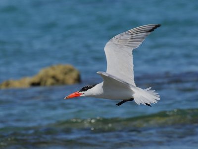 Caspian Tern.pb.jpg