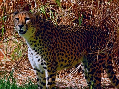 Cheetah.pb.jpg