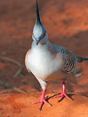 Crested Pigeon.pb.jpg