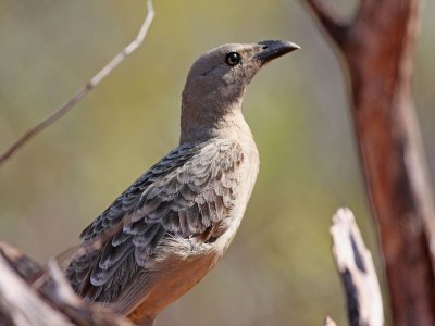 Great Bowerbird.pb.jpg