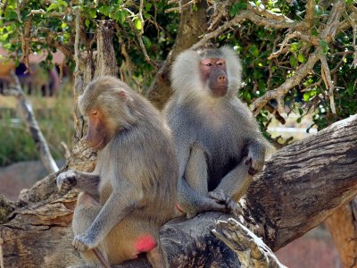 Hamadrayas Baboons.pb.jpg