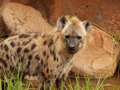 Hyena A.pb.jpg