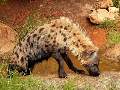 Hyena B.pb.jpg
