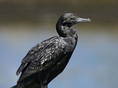 Little Black Cormorant.pb.jpg