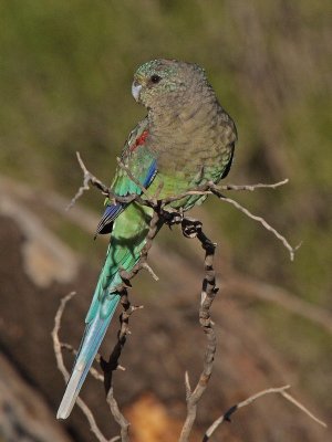 Mulga Parrot female.pb.jpg