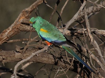 Mulga Parrot male A.pb.jpg