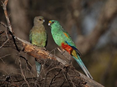 Mulga Parrot pair.pb.jpg