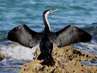 Pied Cormorant.pb.jpg