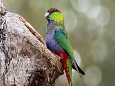 Red-capped Parrot 10A.pb.jpg