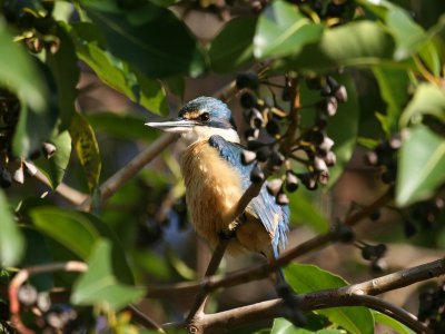 Sacred Kingfisher.pb.jpg