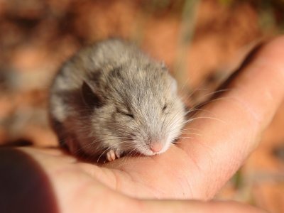 Shark Bay Mouse.pb.jpg