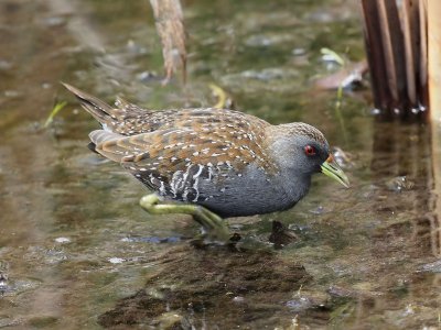 Spotted Crake 3A.pb.jpg