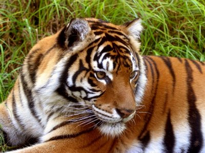 Sumatran Tiger.pb.jpg