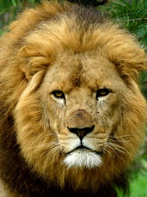 The  Lions Stare.pb.jpg