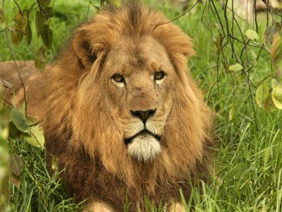 The Mane Attraction.pb.jpg
