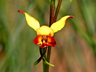 Common Donkey Orchid.pb.jpg
