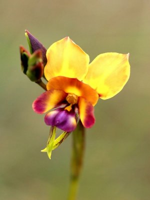 Donkey Orchid.pb.jpg