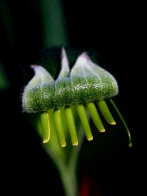 Manglesii Kangaroo Paw A.pb.jpg