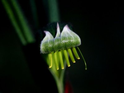 Manglesii Kangaroo Paw.pb.jpg