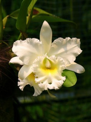 White orchid Singapore.pb.jpg