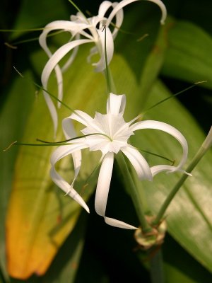 White Orchid.Singapore.2.pb.jpg