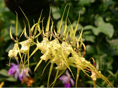 Yellow Orchid.Singapore.pb.jpg