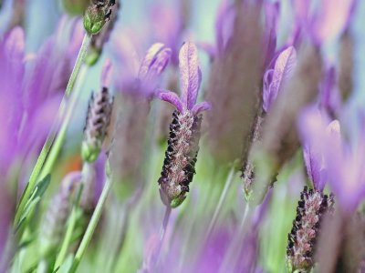 Impressionist Lavender.pb.jpg