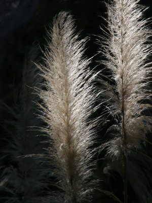 Sunlit Pampas Grass.pb.jpg