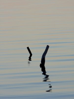 The Posts.pb.jpg