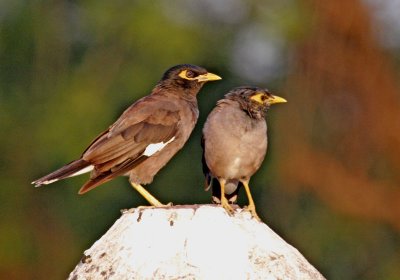 Karauli-Common Myna.jpg
