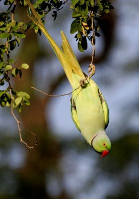 Karauli-Rose-ringed parakeet.jpg