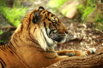 Sumatran Tiger 4.pb.JPG