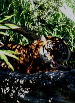 Sumatran Tiger.5.pb.JPG