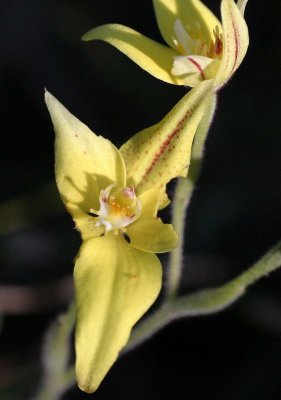 Caladenia flava-Cowslip Orchid 1.pb.JPG