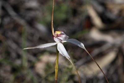 Caladenia Longicauda-White Spider Orchid 10.pb.JPG