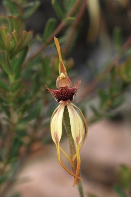 Caladenia Longiclavata 1-Clubbed Spider Orchid.pb.JPG
