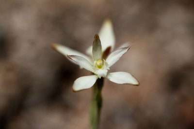 Caladenia marginata-White Fairy orchid  1.pb.JPG