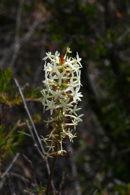 Stackhousia 1.pb.JPG